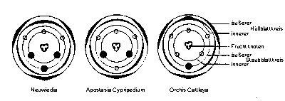 Grafik: Darstellung dreier Blütenvarianten