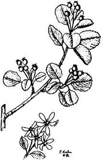 Bild: Beerengewächs